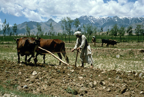 Afghanistan, near Kabul, spring ploughing